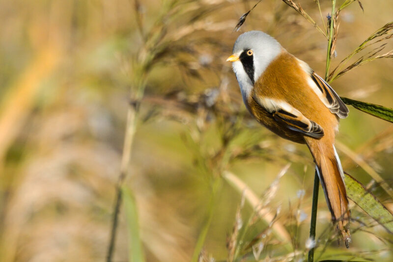 Panure à moustaches mâle